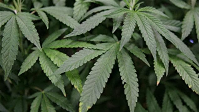 Cannabis