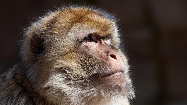 Un macaque
