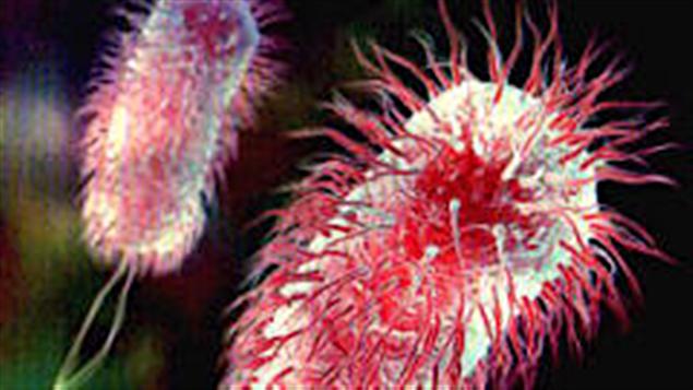 Une bactérie E. coli
