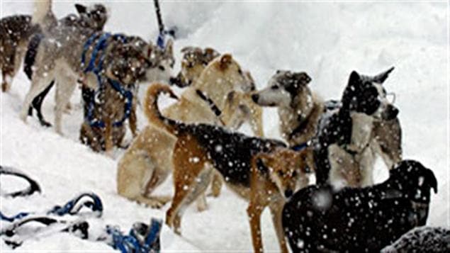 Chiens de traîneaux Whistler