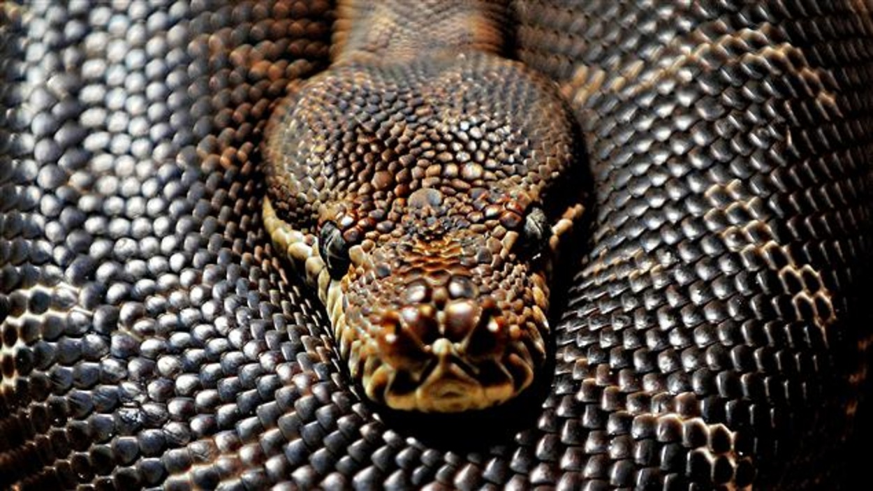 Le secret du python pour soigner le coeur humain | Radio-Canada