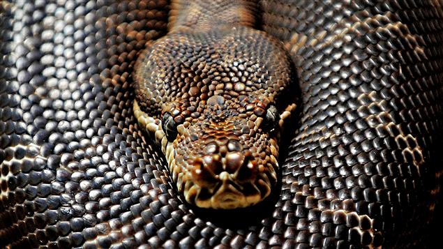 Le secret du python pour soigner le coeur humain | Radio-Canada