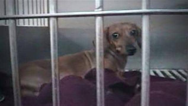 Un chien dans la fourrière privée, le Berger Blanc, filmé en caméra caché.