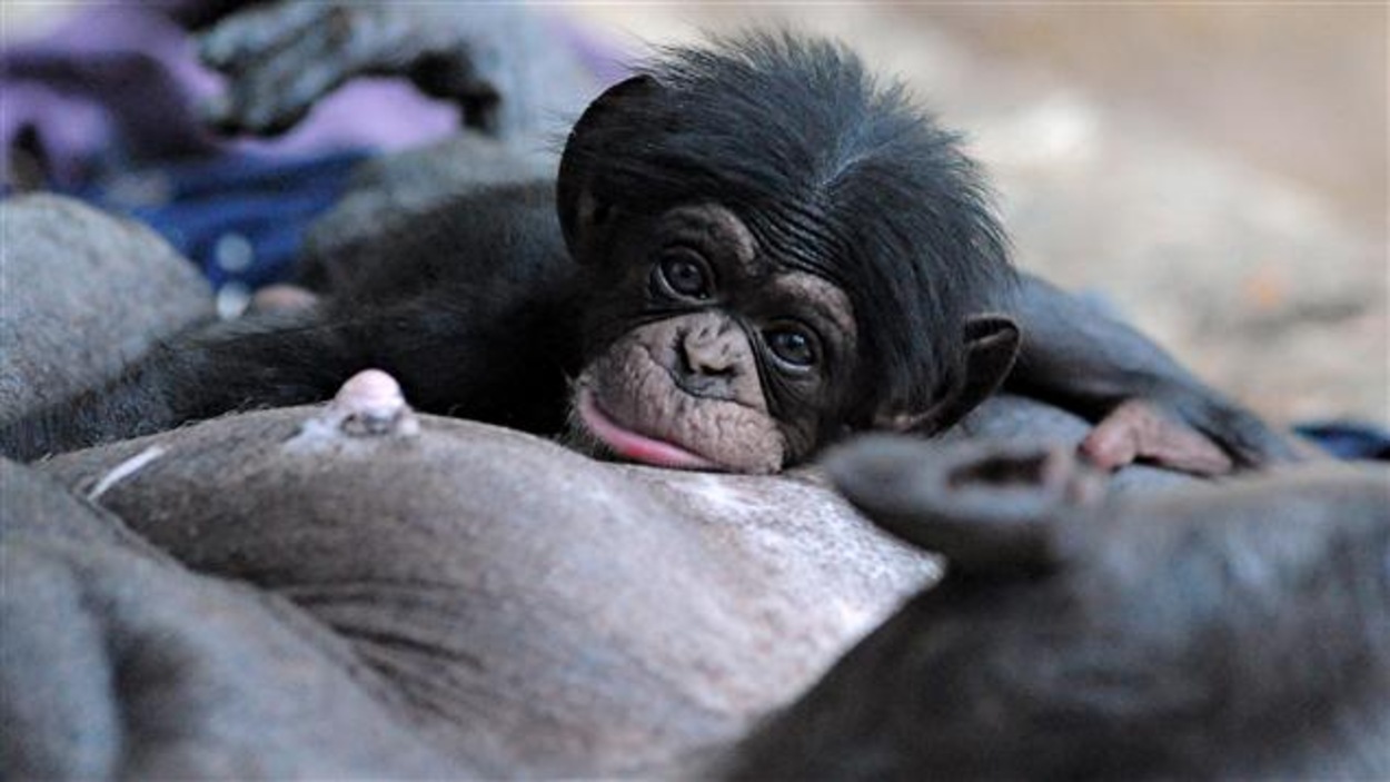 Les Bebes Chimpanzes Naissent Comme Les Humains Radio Canada Ca