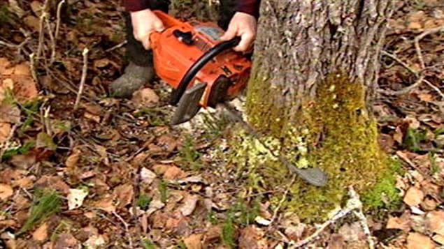 Coupe dans une forêt