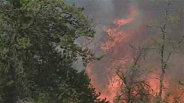 Feu de forêt