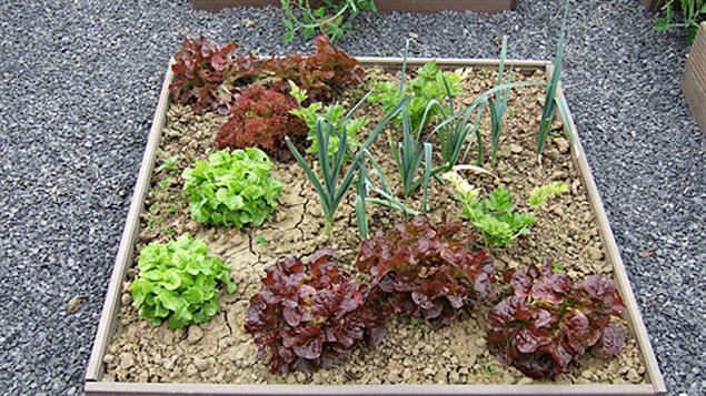 Potager