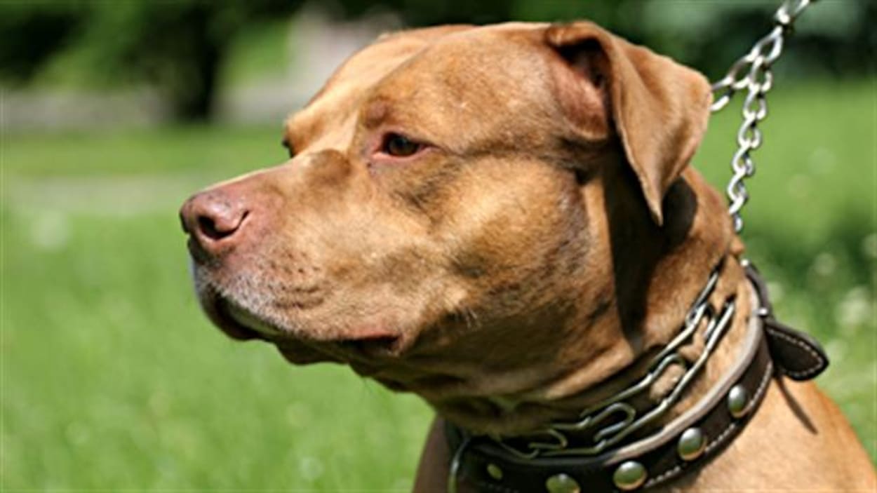 attaquee par un pitbull a l evidence il etait trop tard soutient un voisin radio canada ca