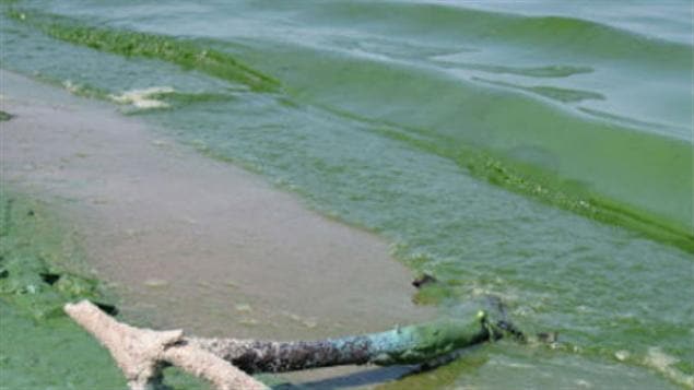 Des algues sur la rive du bassin sud du lac Winnipeg à l'été 2010