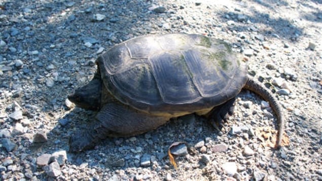 Tortue