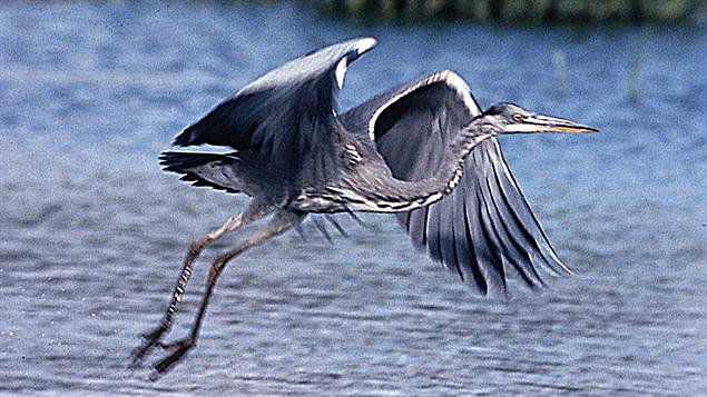 Heron