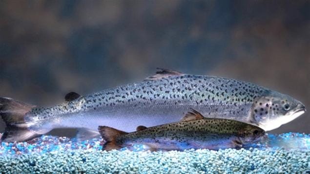 Comparaison d'un saumon génétiquement modifié et d'un saumon de l'Atlantique du même âge.