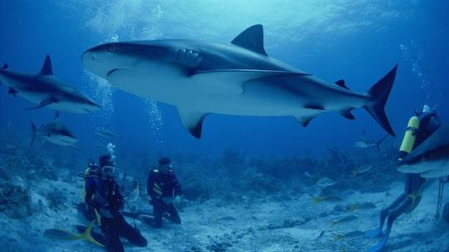 Nager avec les requins en Afrique
