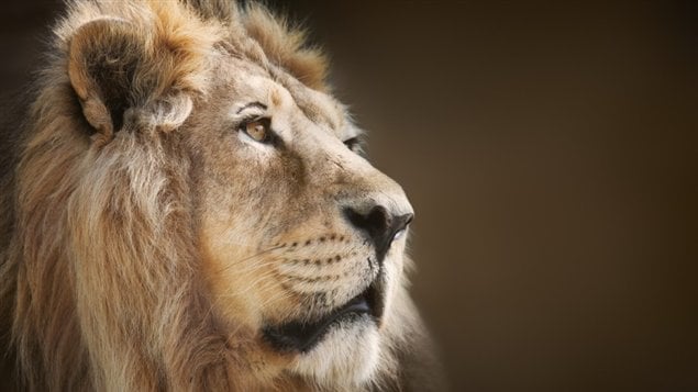 La tête d'un lion