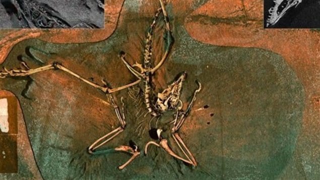 Le fossile d'un Archaeopteryx