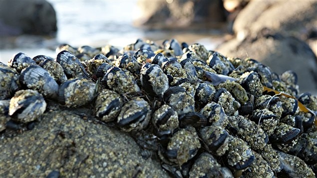 Moules accrochées sur un rocher