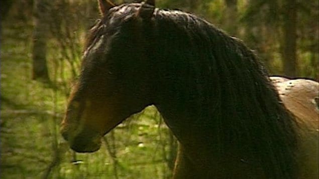 Un cheval sauvage