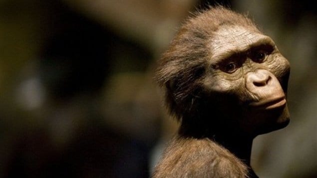 Australopithecus afarensis