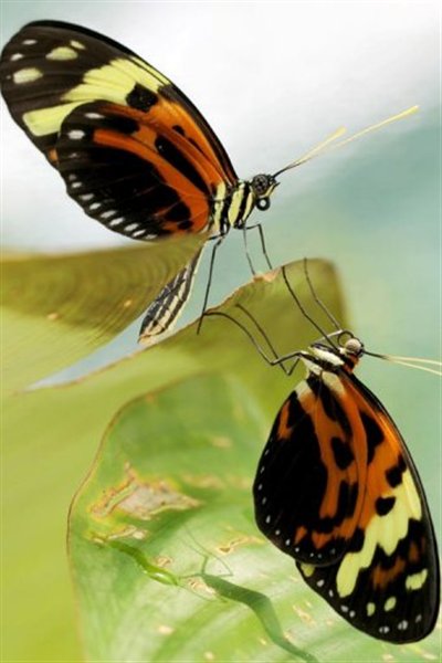 Photo diffusée par le CNRS d'un papillon Melinaea mneme et d'un papillon Heliconius numata