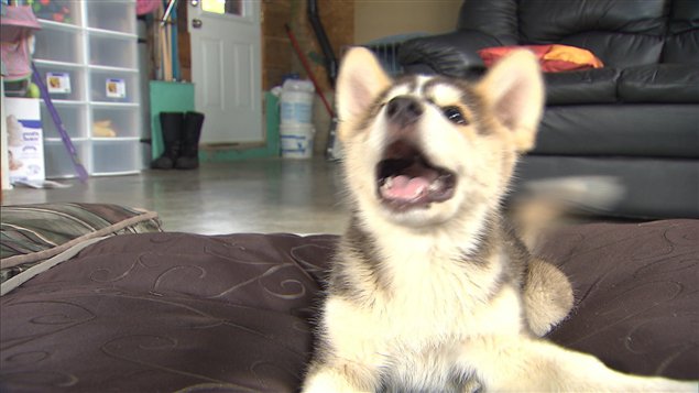 Un chien adopté par une famille québécoise grâce à l'organisme Chiots Nordiques