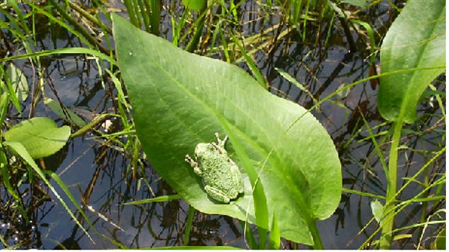 La biodiversité dans le Parc Rouge