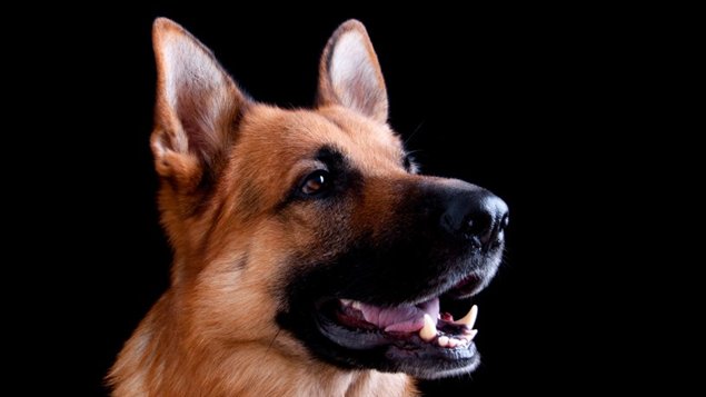 Un berger allemand