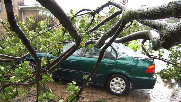 Un arbre est tombé sur une voiture à Montréal.