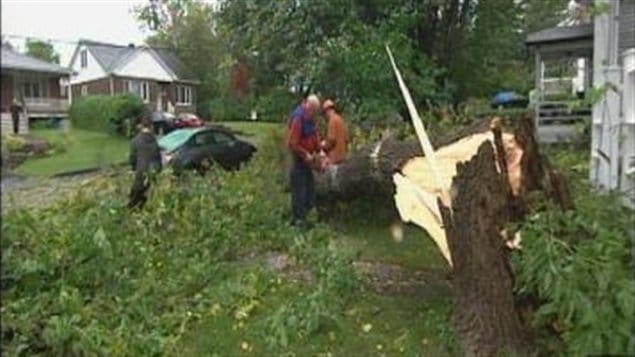 Un arbre cassé dans le secteur Lennoxville de Sherbrooke.