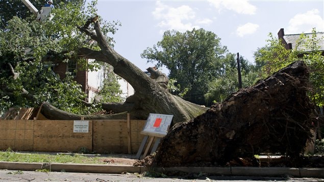 Un arbre déraciné par l'ouragan Irene à Washington