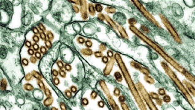 Influenzavirus A H5N1 Grippe aviaire