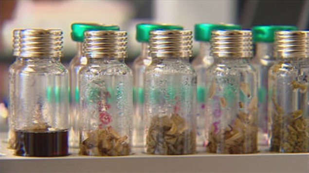 Des extraits de sapin baumier au laboratoire LASEVE
