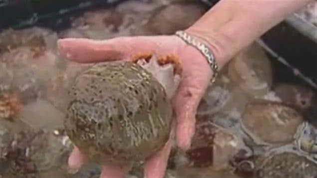concombre de mer