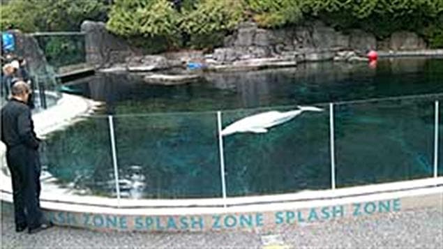 bassin bélugas Aquarium de Vancouver