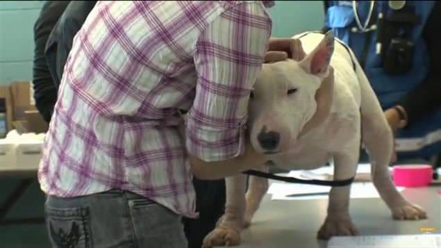 Un des chiens présents dans le chenil insalubre de l'Outaouais