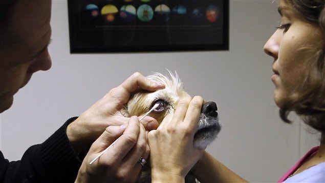 Chien soigné par un vétérinaire