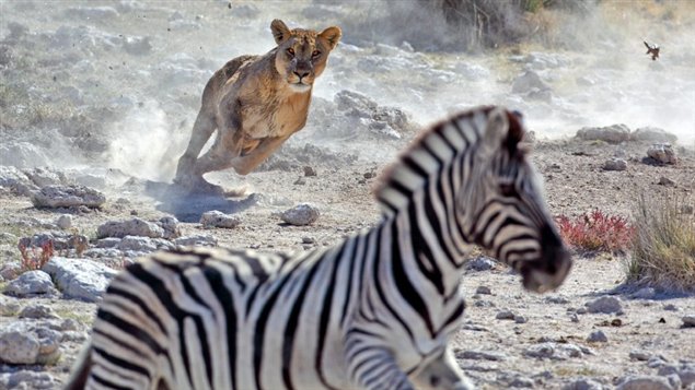 Une lionne chasse un zèbre