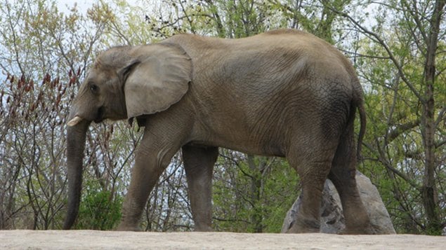 L'éléphant Thika du zoo de Toronto