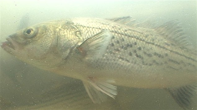 En 10 ans, 6000 bars rayés et près de 15 millions de larves ont été déversés dans le Fleuve Saint-Laurent.