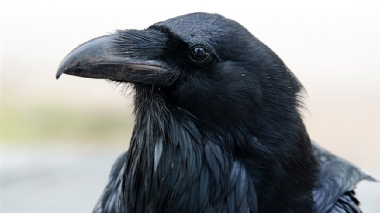 La Gestuelle Du Corbeau Radio Canada Ca