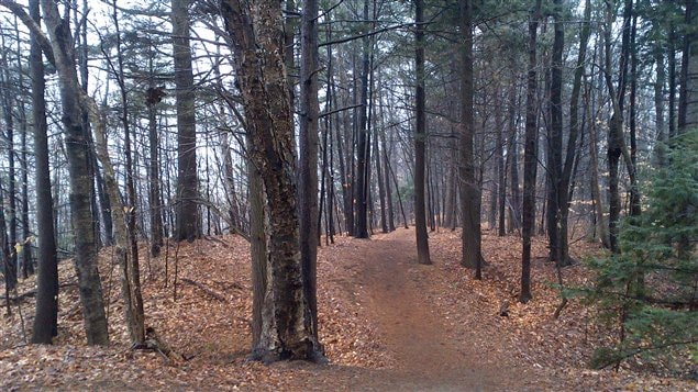 La forêt du Grand Coteau.