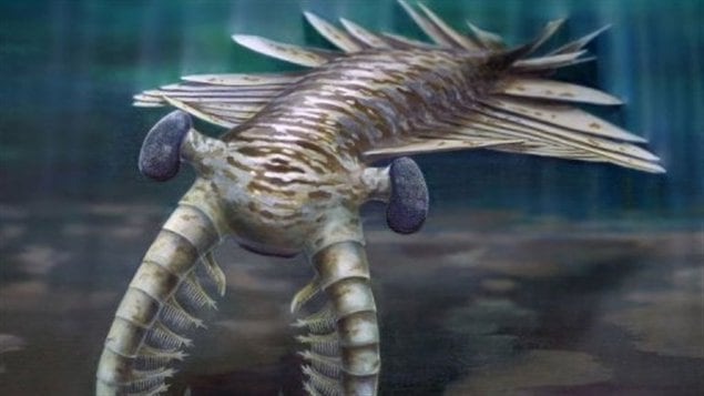 Une vue artistique de l'Anomalocaris, un vieux prédateur marin doté de bons yeux.
Une vue artistique de l'Anomalocaris, un vieux prédateur marin doté de bons yeux.
Une vue artistique de l'Anomalocaris