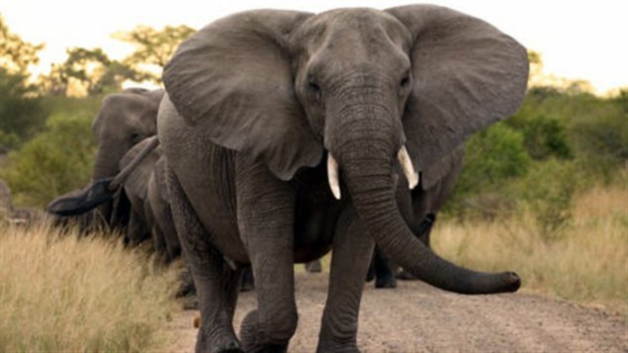 L Elephant D Afrique Disparu D Ici Ans Radio Canada Ca
