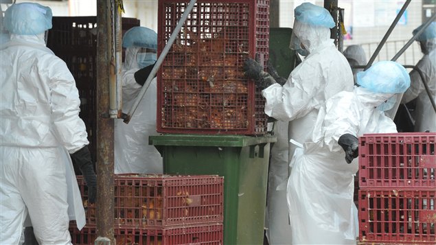 Des poulets sont tués à Hong Kong par crainte de la grippe aviaire, le 21 décembre 2011