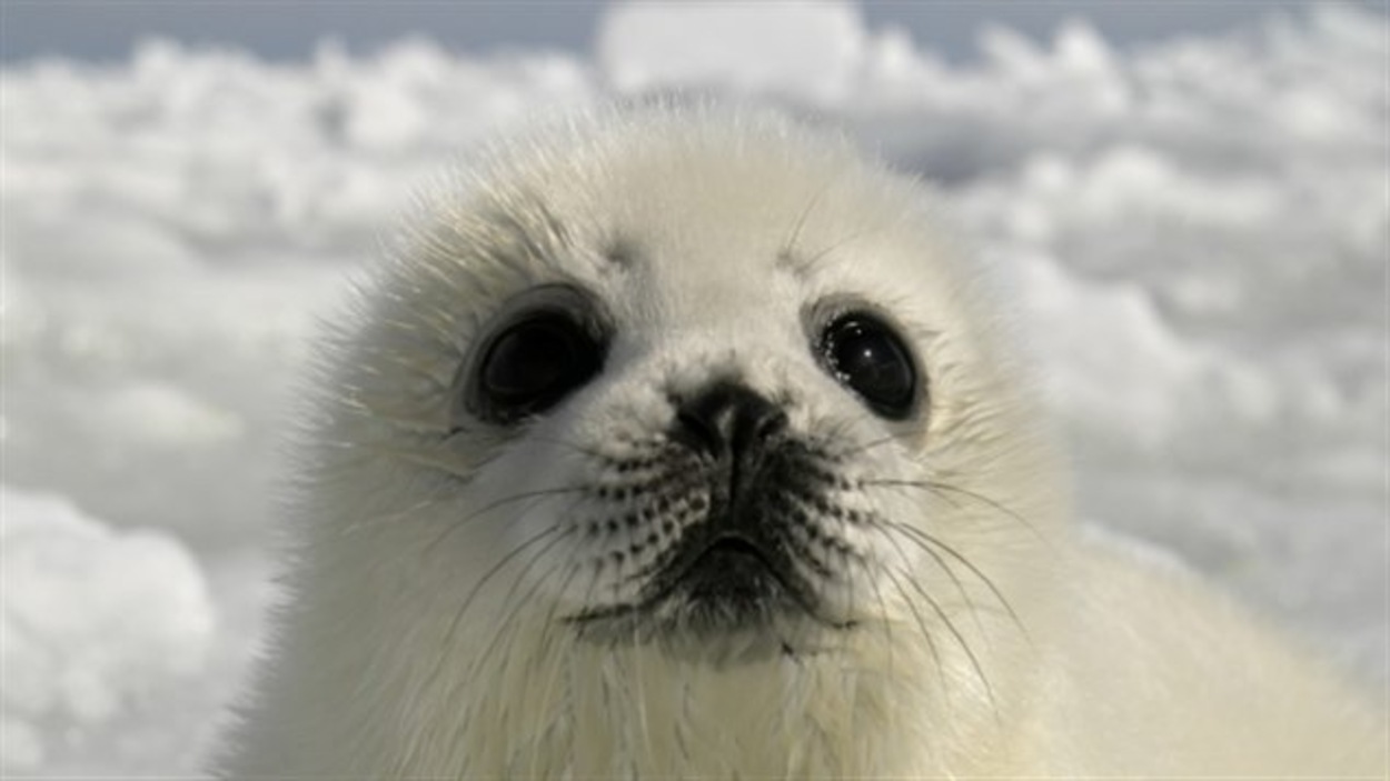 Le Rechauffement Tue Les Bebes Phoques Radio Canada Ca