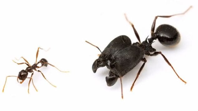 Pheidole