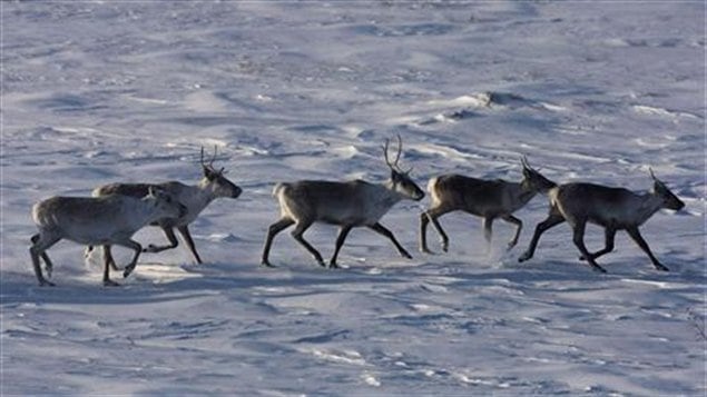 Caribous-nord-troupeau