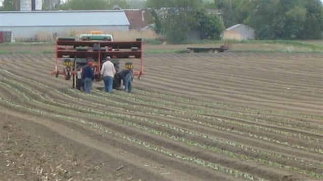 Travailleurs agricoles