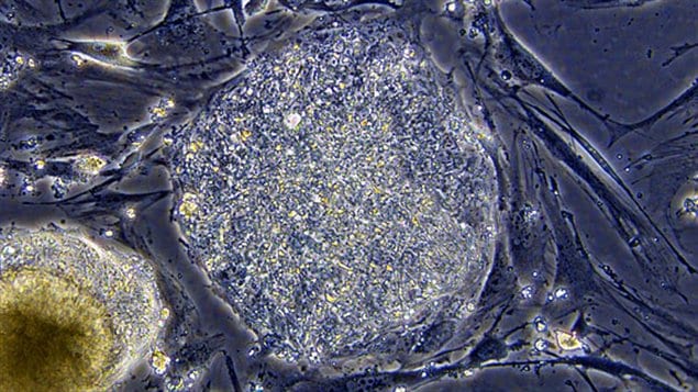 Une cellule souche embryonnaire