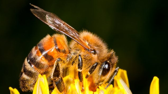 Une abeille