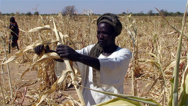 Goutrane Saleh, 42 ans, récolte ce qu'il reste de sa plantation de Millet à Bargagara, au Tchad.